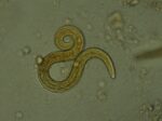 Lungworm