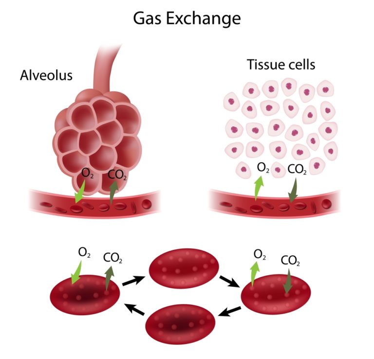 Respiratory systems function is the intake of oxygen and removal of CO2