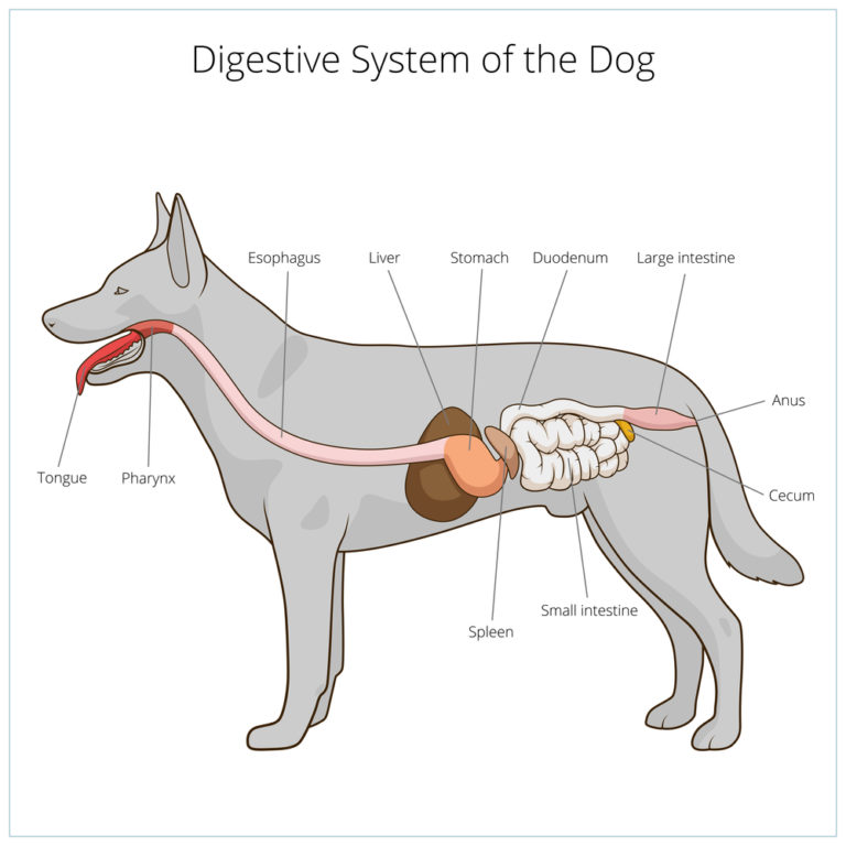 dog-digestive-process-and-what-the-stages-are-and-how-it-works