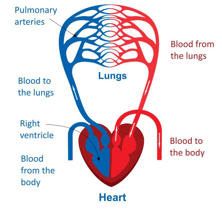 simple heart blood flow diagram