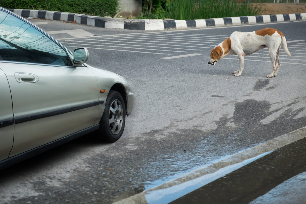 Car accidents involving an animal and the law in treating animals