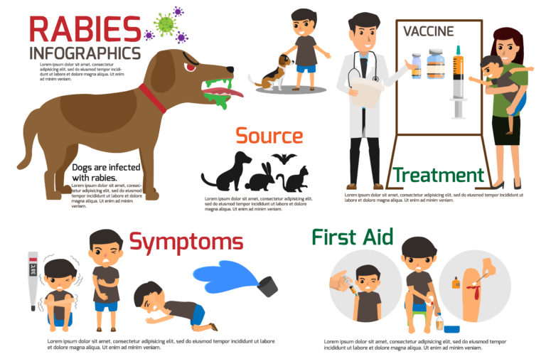 Rabies and how this deadly infection it affects humans and animals