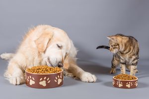 Pet food and why it is important for a healthy diet for dogs and cats