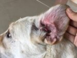 Ear problems in pets