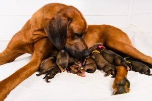 Pregnancy in dogs