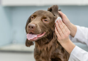 Ear problems in dogs