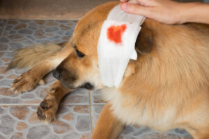 Blood Disorders in Dogs