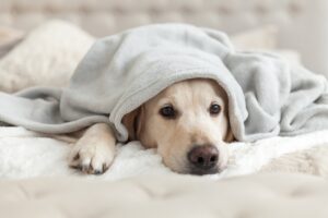 Illness in Pets